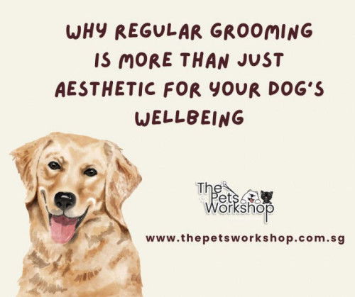 Why Regular Grooming is More Than Just Aesthetic for Your Dog’s Wellbeing-The Pets Workshop