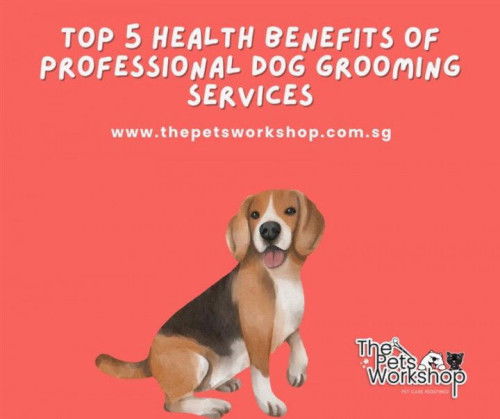 Top 5 Health Benefits of Professional Dog Grooming Services-Pets Workshop