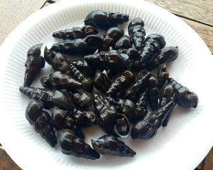 Siput sungai untuk mata bayi