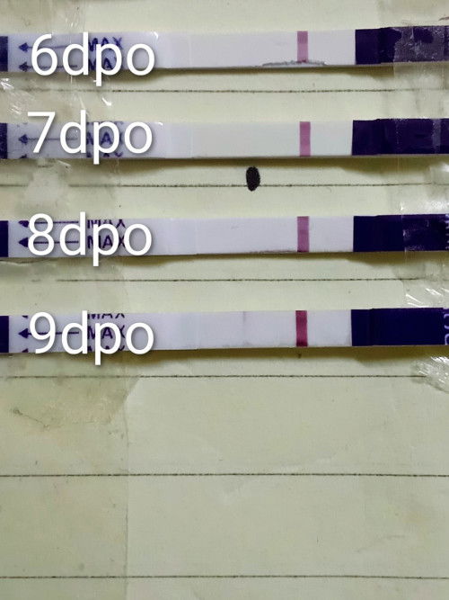 Positive atau evap (9dpo)
