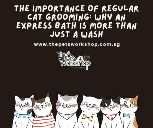 The Importance of Regular Cat Grooming: Why an Express Bath is more than just a wash — The Pets Work