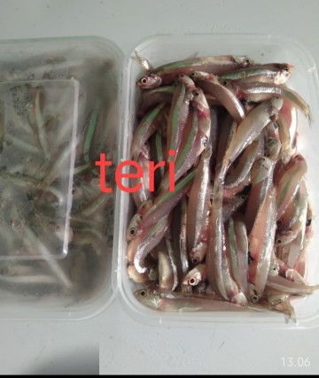 Teri mpasi
