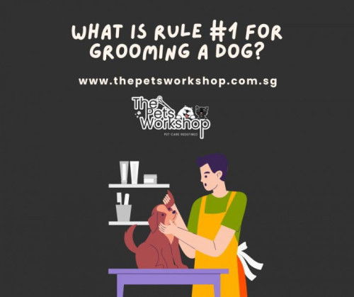 What is Rule #1 for Grooming a Dog? — The Pets Workshop