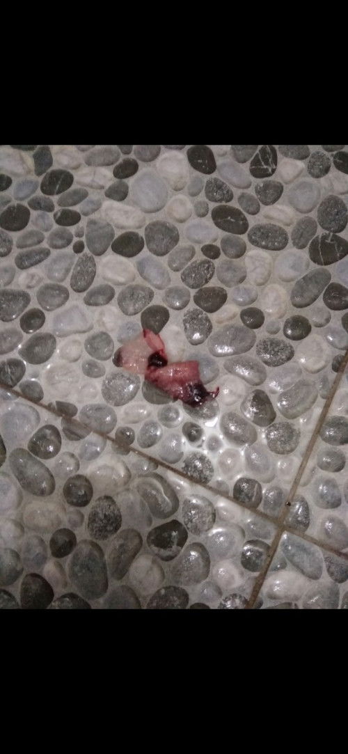 Keluar seperti daging hamil muda