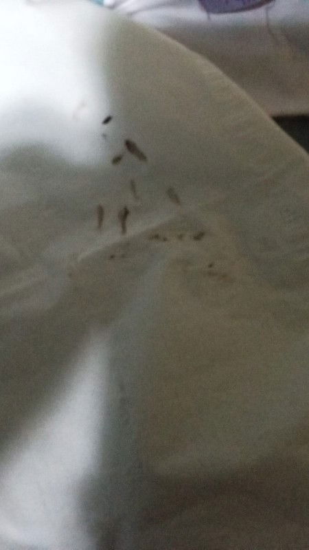 kotoran kuping bayi 2bulan stngah