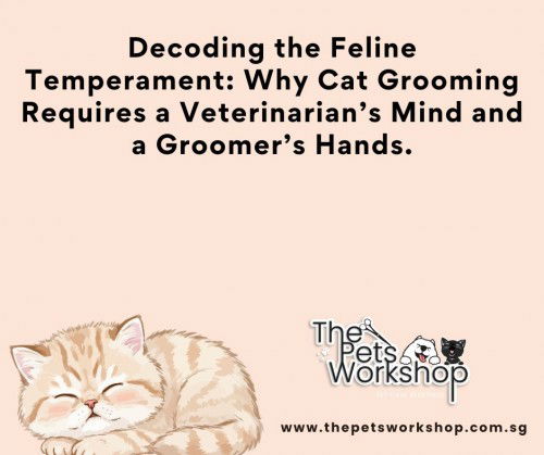 Decoding the Feline Temperament: Why Cat Grooming Requires a Veterinarian’s Mind and a Groomer’s Han