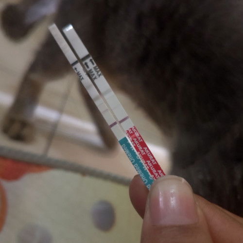 Tolong Bimbingannya Bun