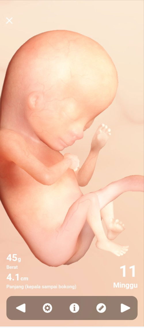 Usg kelihatan JK nya di usia berapa minggu?
