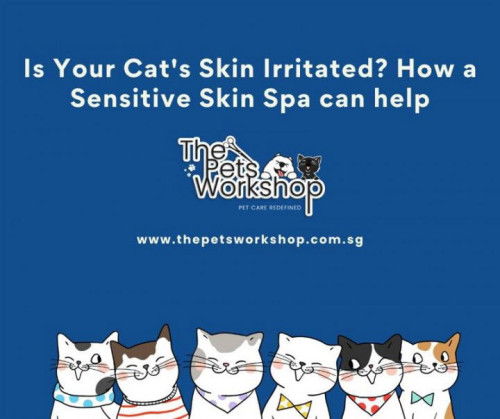 Is Your Cat’s Skin Irritated? How a Sensitive Skin Spa can help. — The Pets Workshop