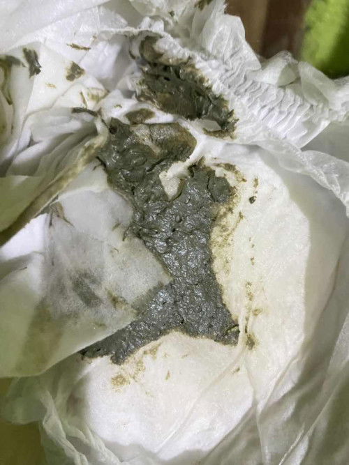 pup abu abu bayi 2 bulan sufor