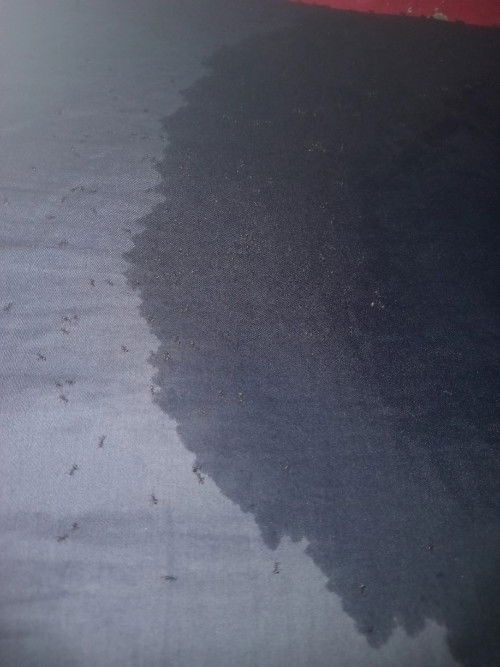 Pipis anak di semutin