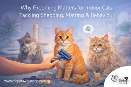 Why Grooming Matters for Indoor Cats: Tackling Shedding, Matting & Behaviour — THe Pets Workshop