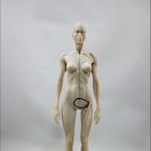 ปวดท้องช่วงล่าง