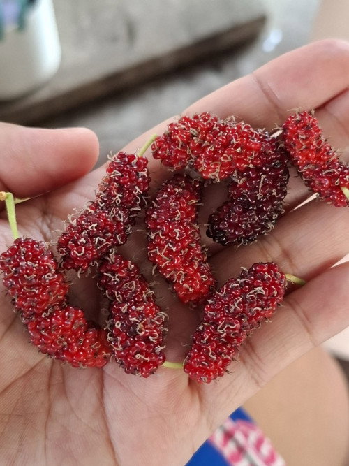 G6PDทานหม่อนได้ไหม