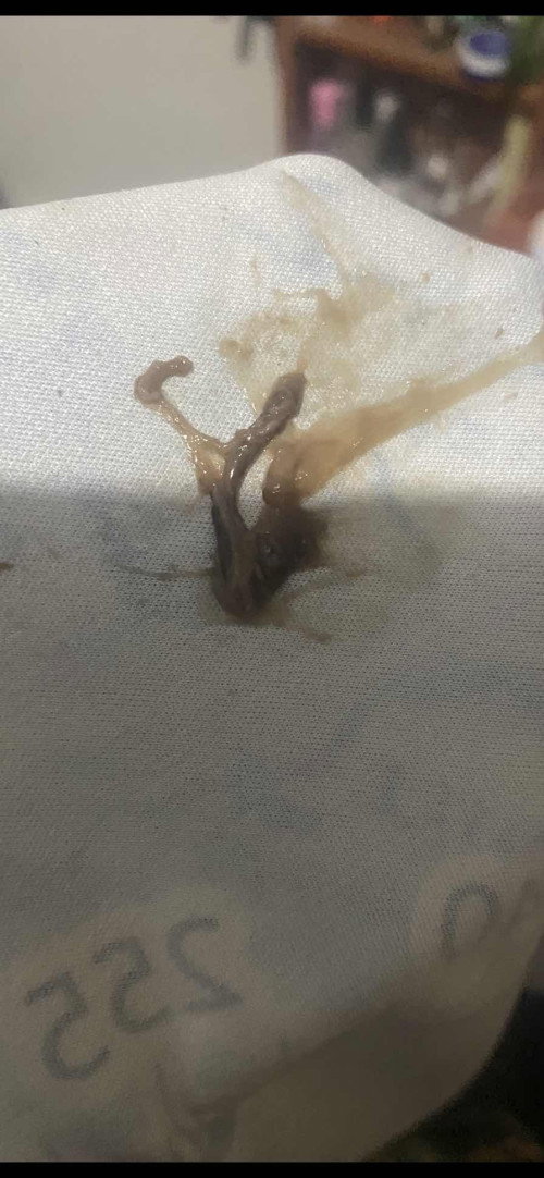 MUCOS PLUG PO BA ITO?