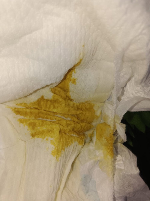 Pup cair 3-5x sehari full sufor