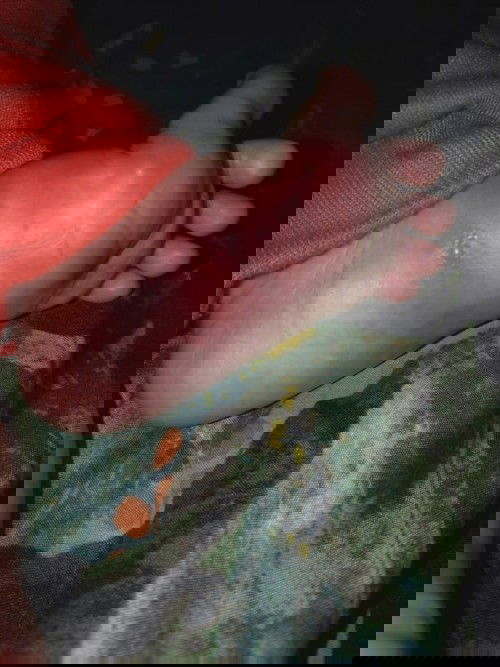 Berawal dari bentol2