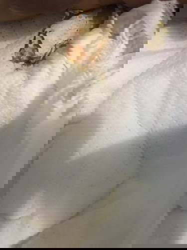 momsh... normal lang po ba?