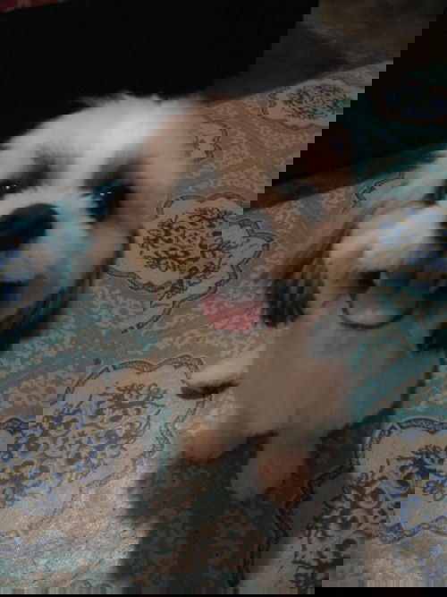 SENSITIVE SENSE OF SMELL