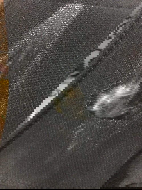 แบบใกล้คลอดยังคะ