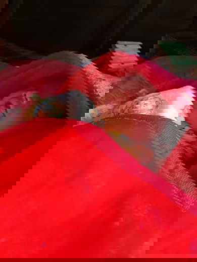 hpl 19 agustus lahir di 12 agustus..