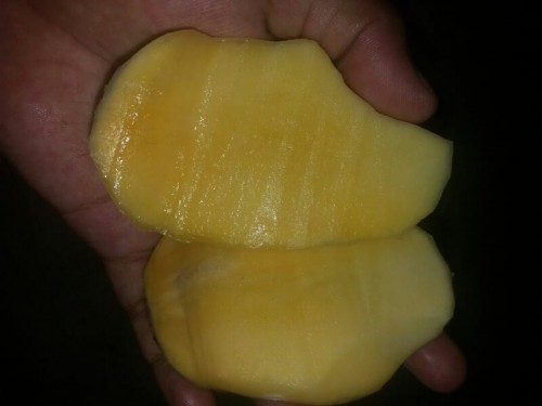 Ngidam mangga muda