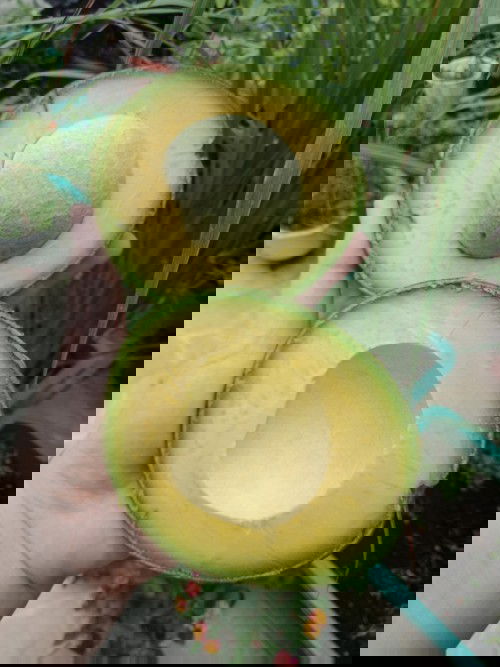 Trái bơ tốt cho mẹ bầu lắm nhen.