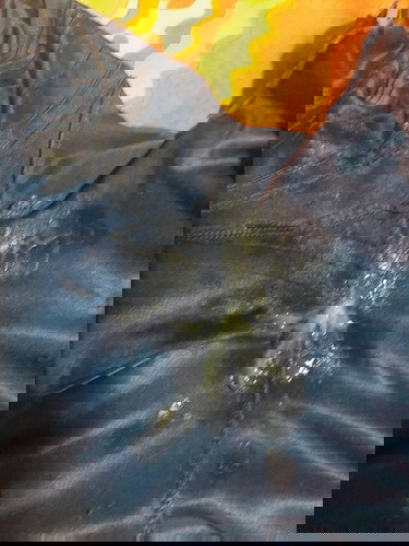 38วีค1วัน