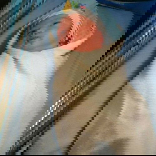 muntik ng ma-CS 😢