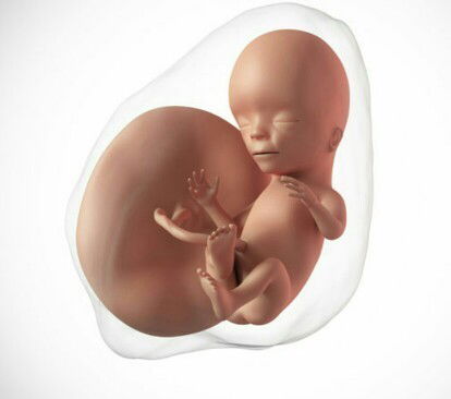 Janin Usia 15mggu sudah bergerak