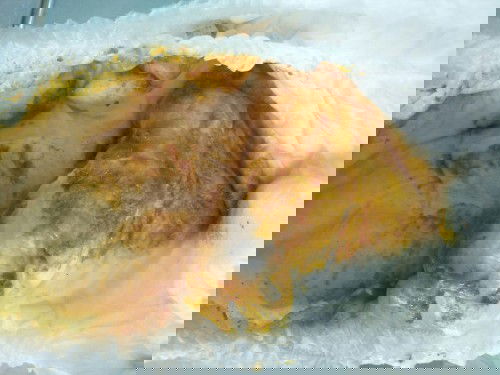 อุลจิลูกน้อย