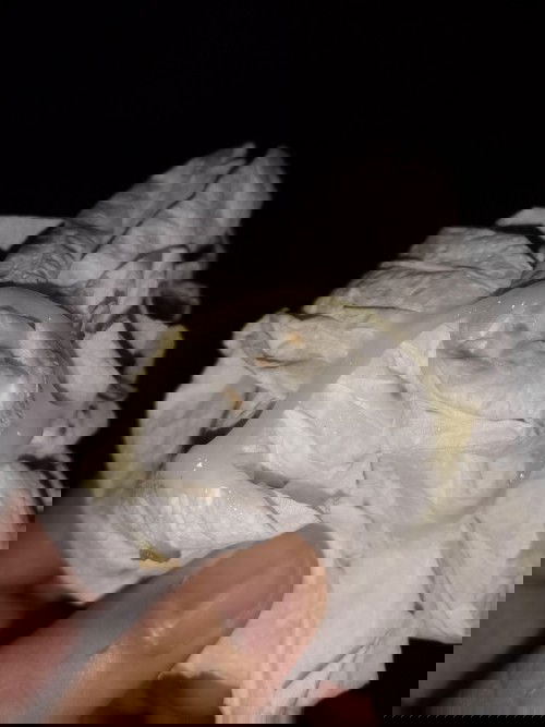 ถามแม่ๆหน่อยค่ะตอนนี้ท้อง37+1มีมูกใหลออกมาเป็นรัยค่ะ