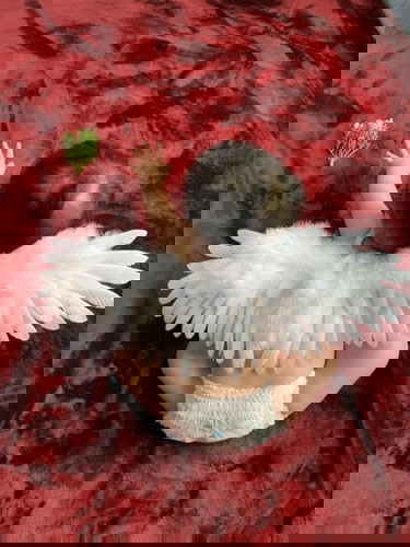 บ้านไหนพาลูกคอสเพลย์มั่งคะ ^^