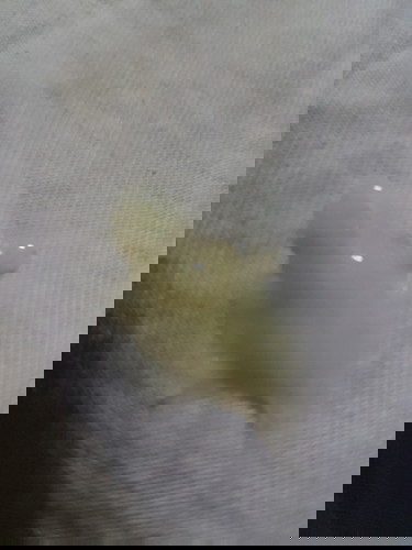 Pasintabi po... ano po kya to lumabas skin iihi sna ako yan nkta ko sa undies ko