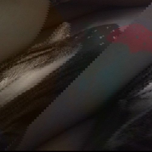 เเมวชอบอ้อนพิงท้อง