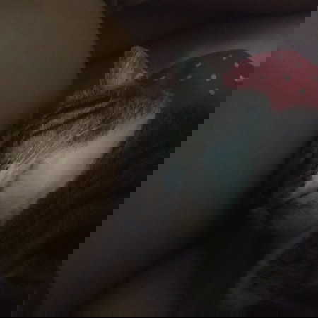 เเมวชอบอ้อนพิงท้อง