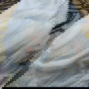 bekas pipis di pempers