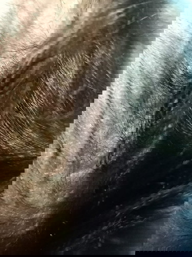 WHAT IS THIS?