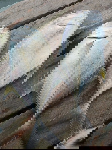 Hasil memancing tadi 😆