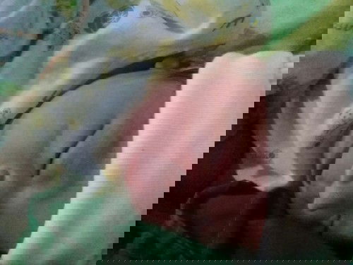 ลูกชายของแม่