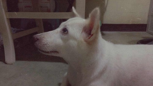 FURBABY KNOWS SOMETHING'S UP. ❤️