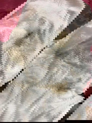 สอบถามผู้รู้หน่อยค่ะ เข้าห้องน้ำแล้วเช็ดทำความสะอาดมีแบบนี้ติดเท็ดชู่ออกมา อันตรายมั๊ยค่ะ กังวลมากเล