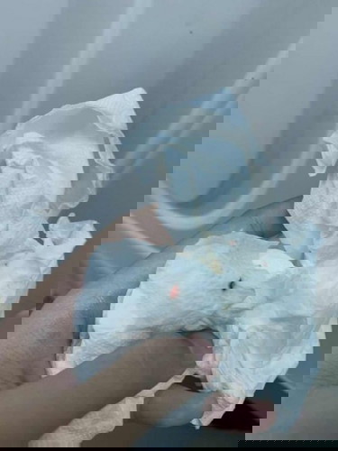 เลือดออก 15w 3d