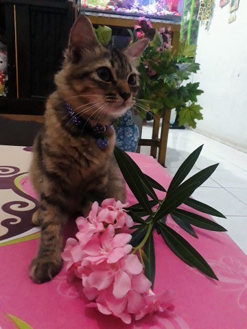 memelihara kucing
