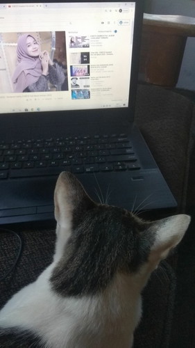 Kucing amankah untuk bumil?