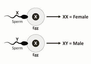 HOW TO CHOOSE YOUR BABY'S SEX
