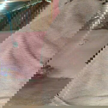 Pipis dan sakit belakang