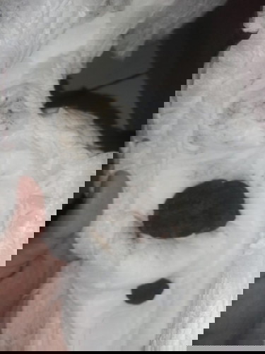 Poop bayi umur 7 bulan