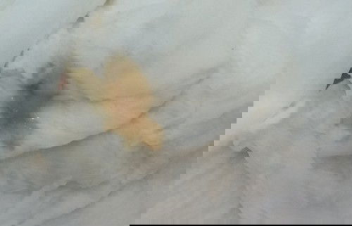 Bong nút nhầy ctc