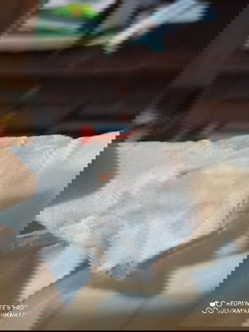 Diujung keputihan ada bercak